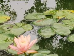 -燕郊植物园