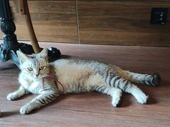 -猫岛主趣味餐厅(鼓浪屿店)