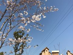 -南通鲜花小镇