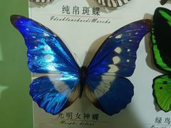 -蝴蝶泉公园
