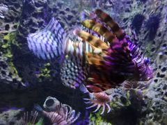 -太平洋海底世界