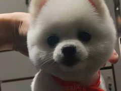 -宠物家(双井店)