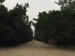 -日照海滨国家森林公园