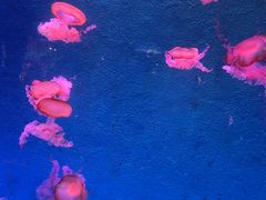 -正佳极地海洋世界
