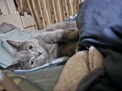 -瑞鹏宠物医院·骨科·猫科·内科(第一中心)