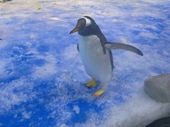 -芜湖新华联大白鲸海洋公园