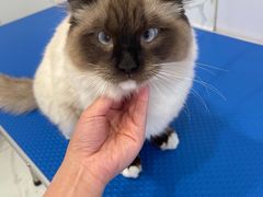 -艾吉宠物医院·疑难杂症转诊中心·猫友好(碧江路院)
