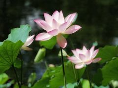-荔湾湖公园