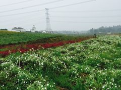 -紫颐香薰山谷景区