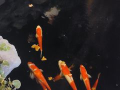 -鲤院·新中式美学·庭院餐厅(夫子庙店)
