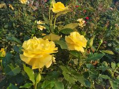 -人民公园(罗湖区)