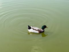 -绵阳盛世樱花悠乐谷