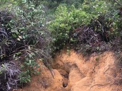 -梧桐山风景名胜区