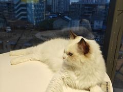 -怪兽屋·羊驼·猫咖·狗咖(俊华广场店)