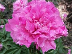 -广西壮族自治区药用植物园