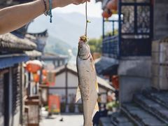 -后柳水乡