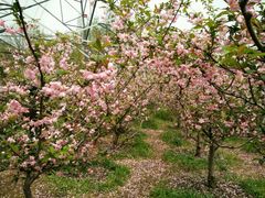 -昆山城市生态森林公园