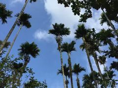 -海南槟榔谷黎苗文化旅游区