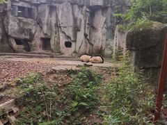 -中国大熊猫保护研究中心雅安碧峰峡基地