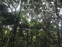 -梧桐山风景名胜区