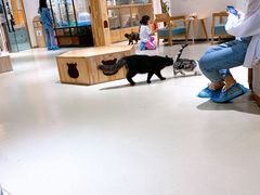 -藏猫猫咖啡主题馆(中央大道店)