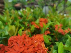 -西双版纳融创皇冠假日度假酒店