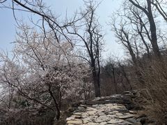 -北京鹫峰国家森林公园