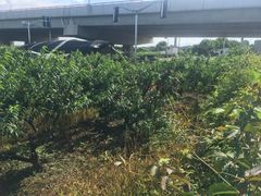 -南汇新场正宗水蜜桃采摘
