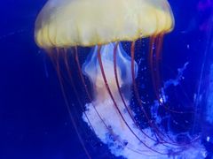 -珠海长隆海洋王国