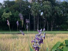 -四季酒店下午茶