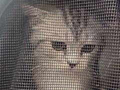 -伟伟宠物医院·CT影像中心·瑞派犬猫综合性门诊(汉口总院)