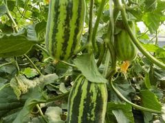 -庞各庄翠芳园西瓜蔬菜基地采摘园