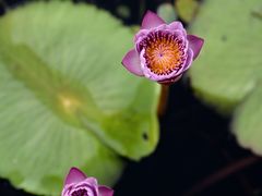 -中国科学院华南植物园