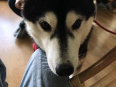 -Husky Go! 哈士奇体验馆·宠物咖啡厅狗咖