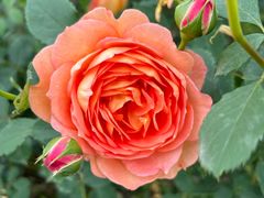 -都江堰玫瑰花溪谷