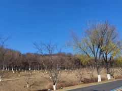-羊山湖公园
