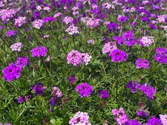 -紫颐香薰山谷景区