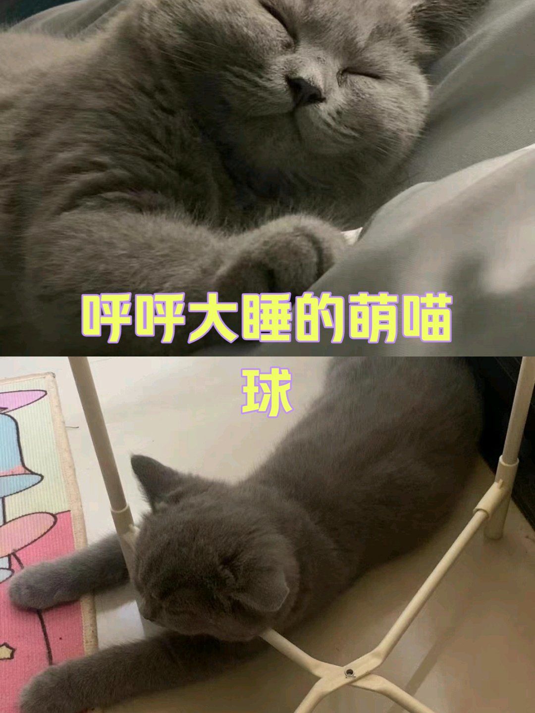 毛孩子的双向奔赴#这样萌萌的小毛孩可爱的不像话了#毛孩子的夏日奇遇