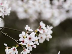-顾村公园