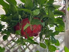 -桂林市花鸟市场