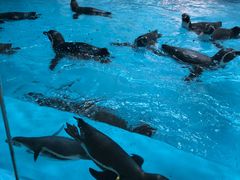 -帝企鹅自助餐厅•儿童岛•真企鹅(长隆企鹅酒店)