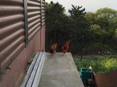 iphone_upload_pic-伏龙山滑翔伞基地