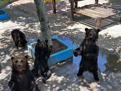 -西霞口神雕山野生动物世界