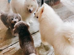 -more than meow吴止猫主题餐厅(承德 中船汇店)