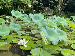-中国科学院西双版纳热带植物园