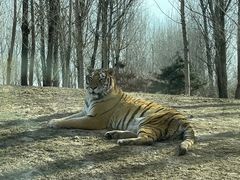 -北京野生动物园