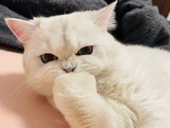 -糯米喵星人总部直营旗舰店·猫舍·幼猫出售