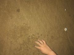 -日照海滨国家森林公园