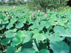 -上海长兴岛郊野公园