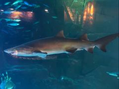 -成都浩海立方海洋公园